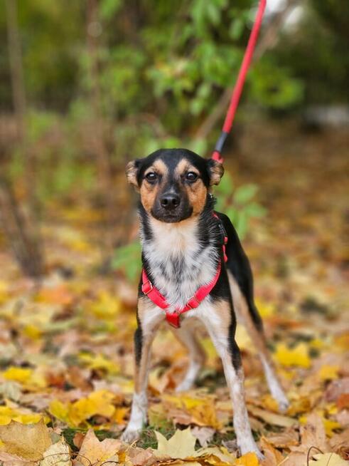 Drobny Julianek o wielkim sercu szuka swojej rodziny