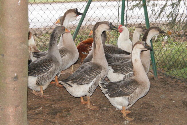 Gęsi z marca 2025 z przydomowej hodowli