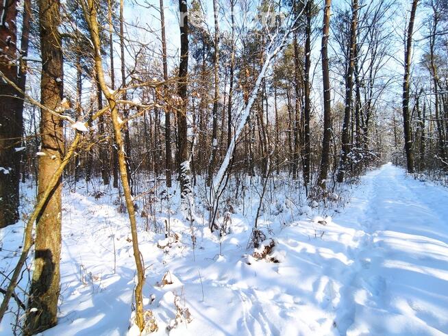 Las w Zastawku pod Terespolem 2ha