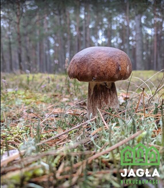 Działka rekreacyjna Wiele gm. Karsin