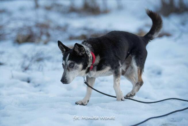 Olaf – uroczy psi staruszek szuka kochającego domu