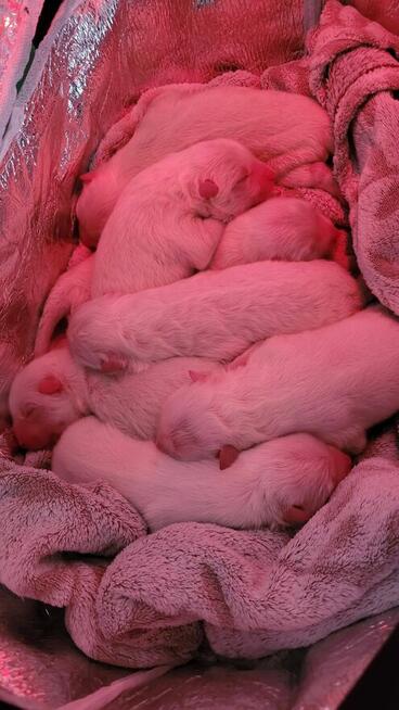 Szczenięta Samoyed ZKwP / FCI koniec marca / kwietnia