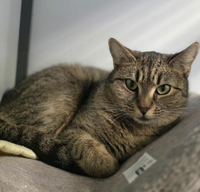 Zosia po śmierci właściciela pilnie szuka domku!