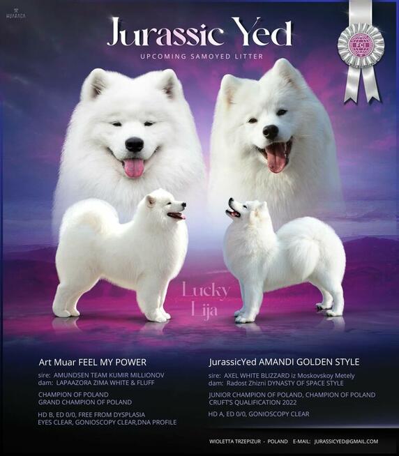 Szczenięta Samoyed ZKwP / FCI koniec marca / kwietnia