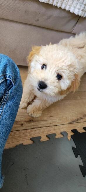 Sprzedam szczeniaka bichpoo