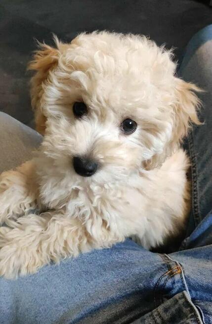 Sprzedam szczeniaka bichpoo