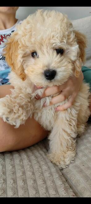 Sprzedam szczeniaka bichpoo