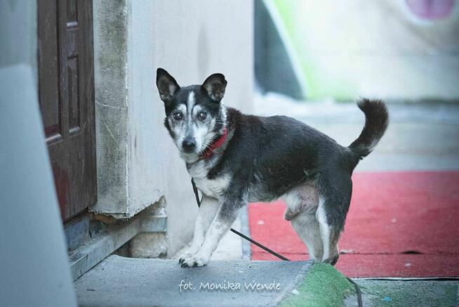 Olaf – uroczy psi staruszek szuka kochającego domu