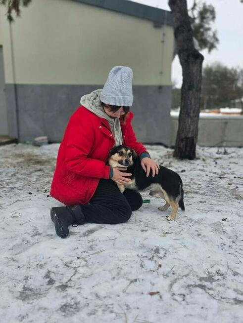 Wituś-niewielki spokojny piesek do adopcji