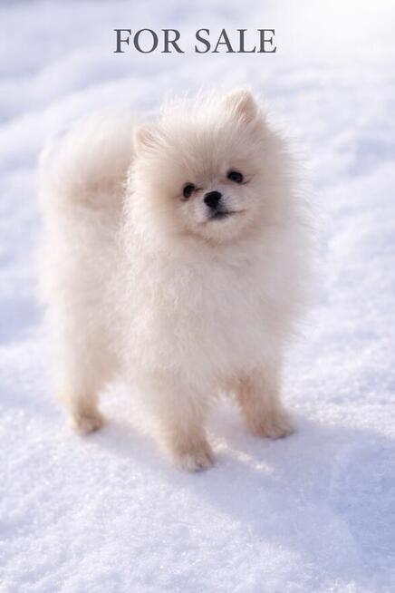 Pomeranian szczenię sunia