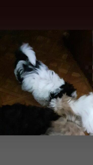 Malshi Mal shi slodki maluch