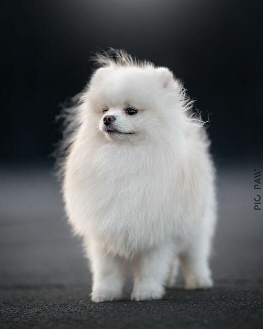 Pomeranian szczenię sunia