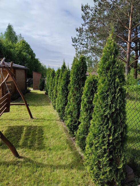 Działka z domkiem ROD Narcyz w Kielcach.