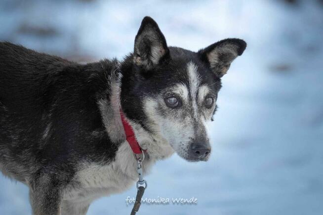 Olaf – uroczy psi staruszek szuka kochającego domu