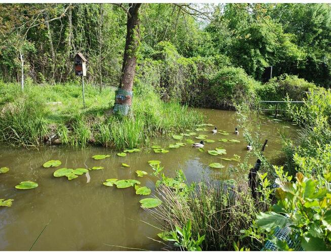 Działka z domkiem ROD Narcyz w Kielcach.