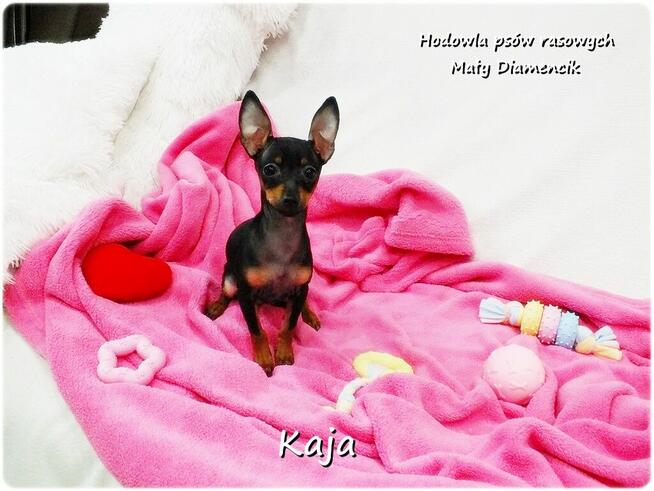 Pinczer miniaturowy (Ratlerek) Suczka KAJA z Rodowodem