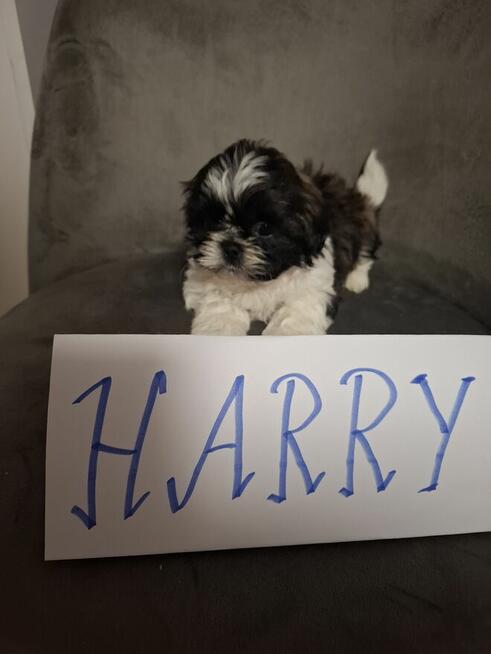 Shih tzu z wielopokoleniowym rodowodem