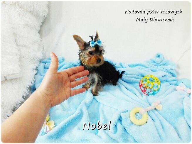 Yorkshire Terrier Malutki Mini Piesek NOBEL z Rodowodem i Wy