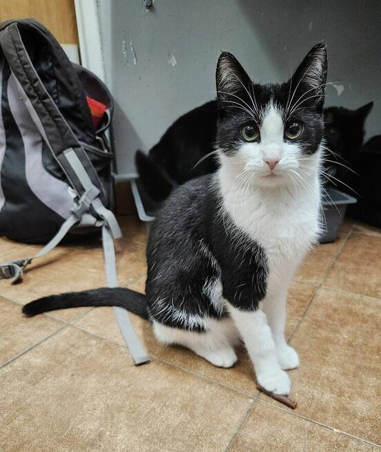 10-miesięczny kocurek BIBI