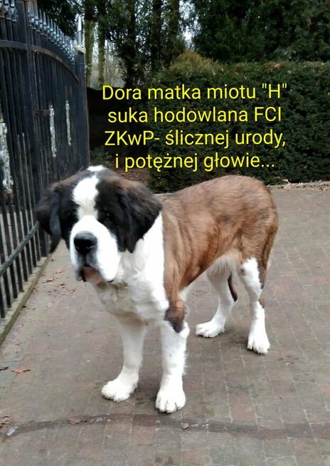 Bernardyn długowłosy FCI szczeniak dziewczynka