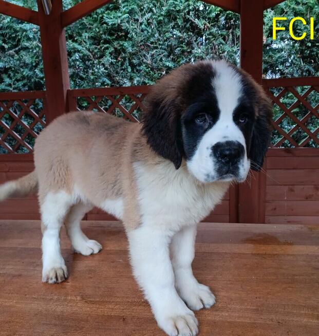 Bernardyn długowłosy FCI szczeniak dziewczynka