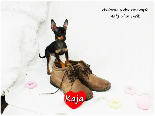 Pinczer miniaturowy (Ratlerek) Suczka KAJA z Rodowodem
