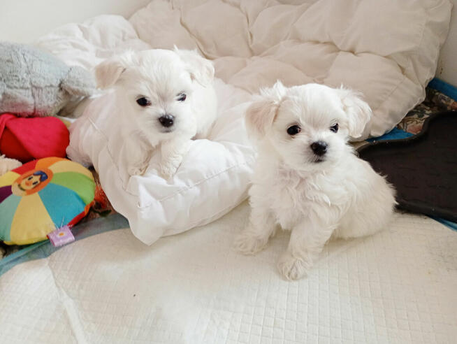 Maltańczyk szczenię -boy