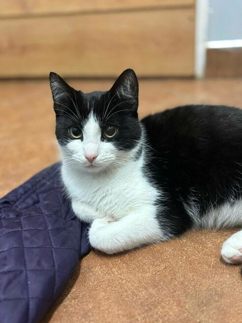 10-miesięczny kocurek BIBI