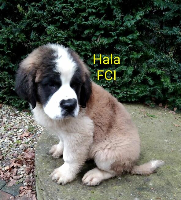 Bernardyn długowłosy FCI szczeniak dziewczynka
