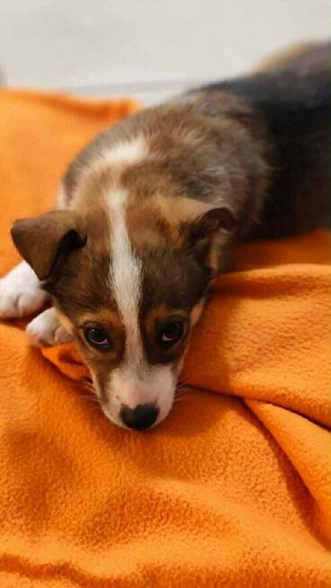 Szczeniaki MILO i OTIS szukają domów