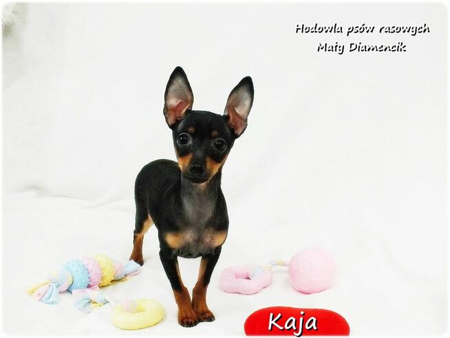 Pinczer miniaturowy (Ratlerek) Suczka KAJA z Rodowodem