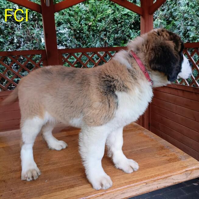 Bernardyn długowłosy FCI szczeniak dziewczynka