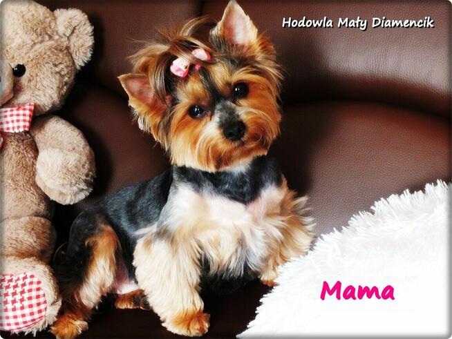 Yorkshire Terrier Malutki Mini Piesek NOBEL z Rodowodem i Wy