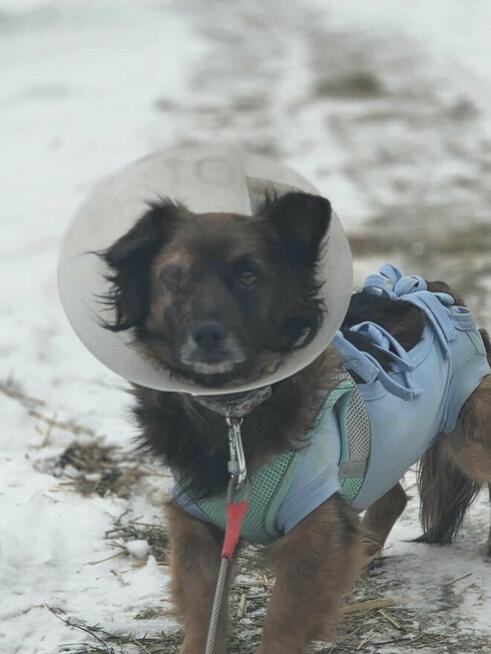 Sunia bez oczka szuka domu