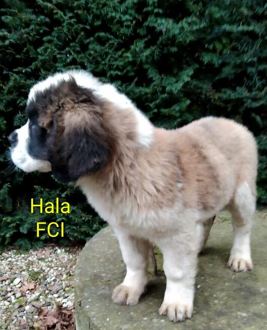Bernardyn długowłosy FCI szczeniak dziewczynka