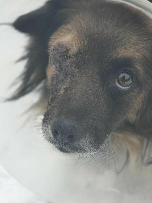 Sunia bez oczka szuka domu