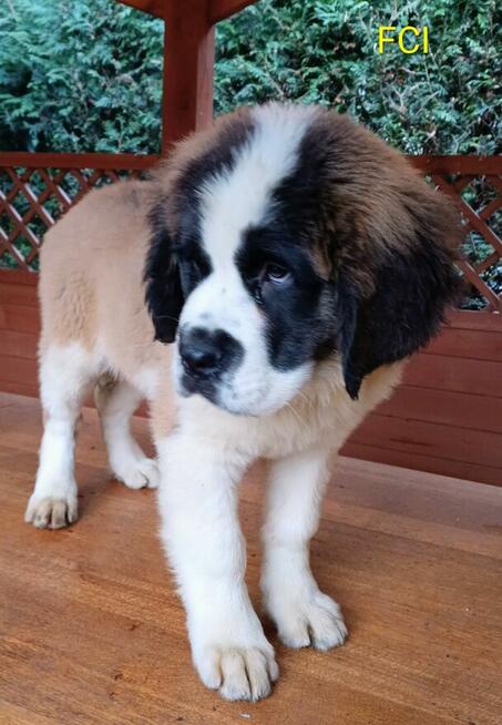 Bernardyn długowłosy FCI szczeniak dziewczynka