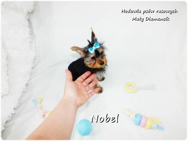 Yorkshire Terrier Malutki Mini Piesek NOBEL z Rodowodem i Wy