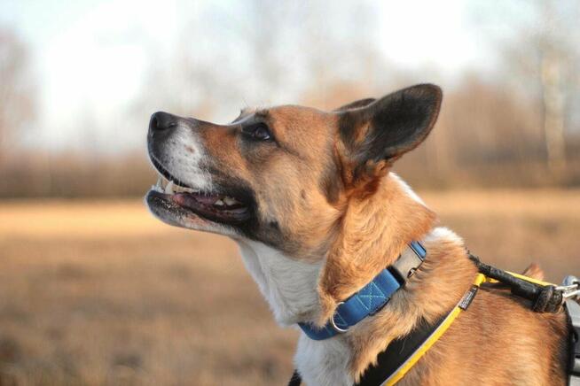 Zjawiskowa suczka BEJBI szuka domu!