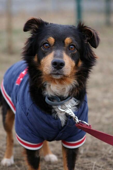 Młody nieduży psiak Mikuś