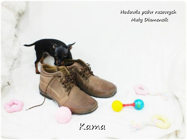 Pinczer miniaturowy (Ratlerek) Suczka KAMA z Rodowodem