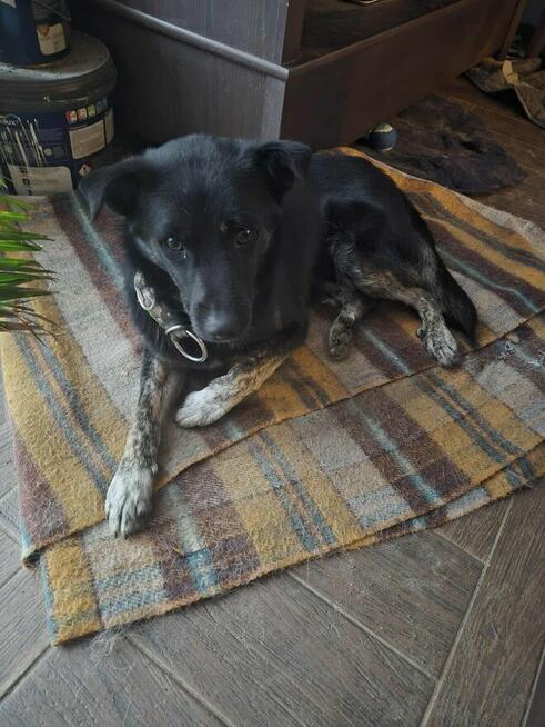 Leon nieduży młody psiak szuka domu pies psy