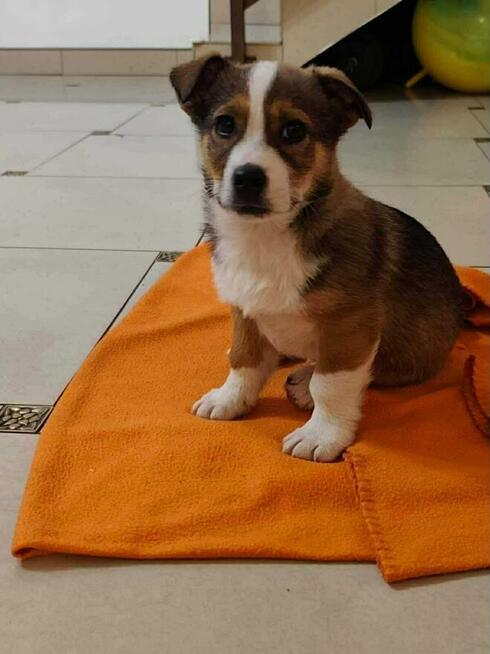 Szczeniaki MILO i OTIS szukają domów