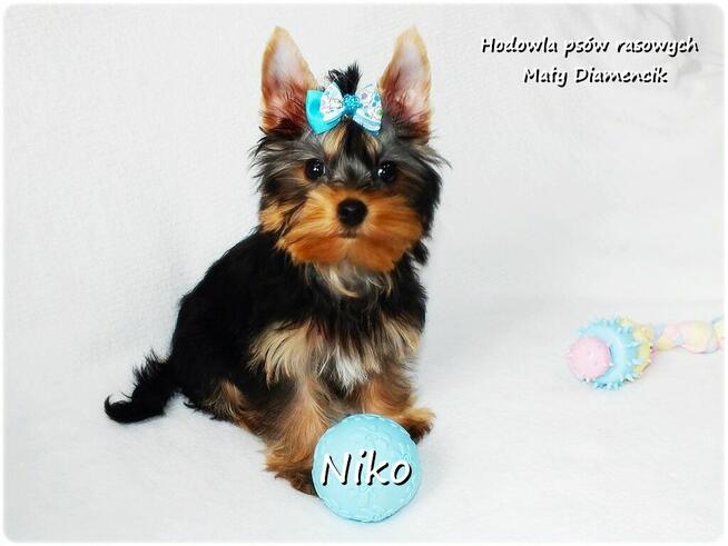 Yorkshire Terrier Malutki Mini XS Piesek NIKO z Rodowodem