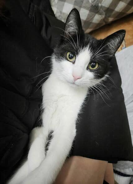 10-miesięczny kocurek BIBI