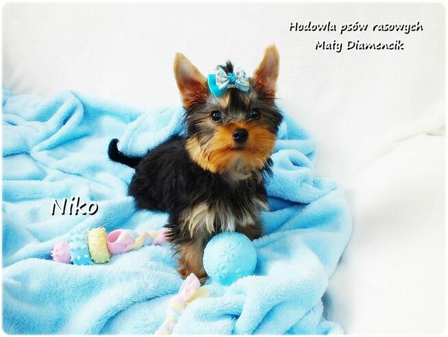 Yorkshire Terrier Malutki Mini XS Piesek NIKO z Rodowodem