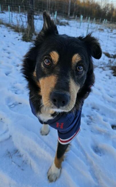 Młody nieduży psiak Mikuś