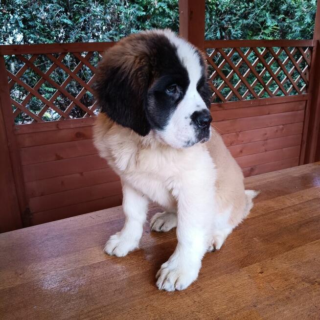 Bernardyn długowłosy FCI szczeniak dziewczynka