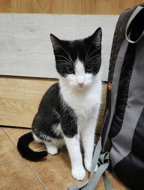 10-miesięczny kocurek BIBI