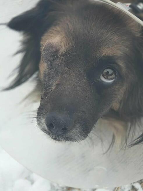 Sunia bez oczka szuka domu